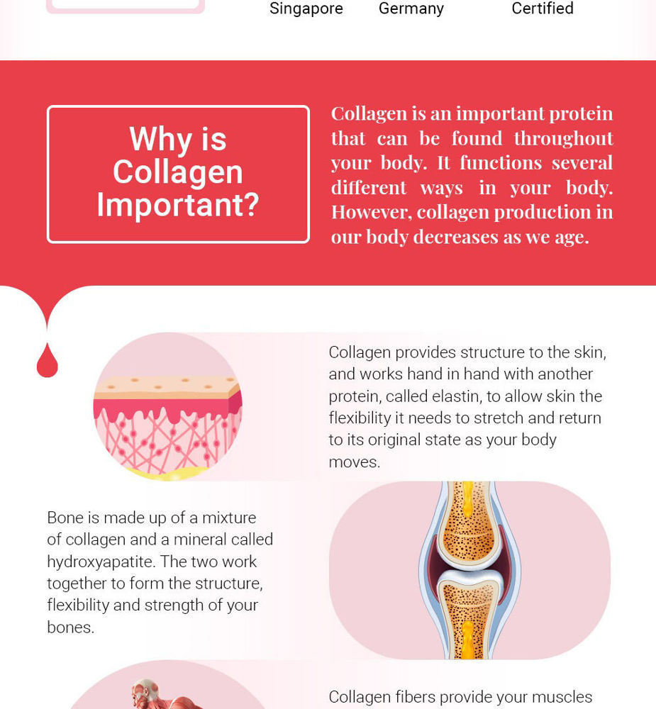 Collagen is essential as it provides your muscles with strength and structure needed to move. It als makes up the walls of viens, arteries and capillaries of the body.